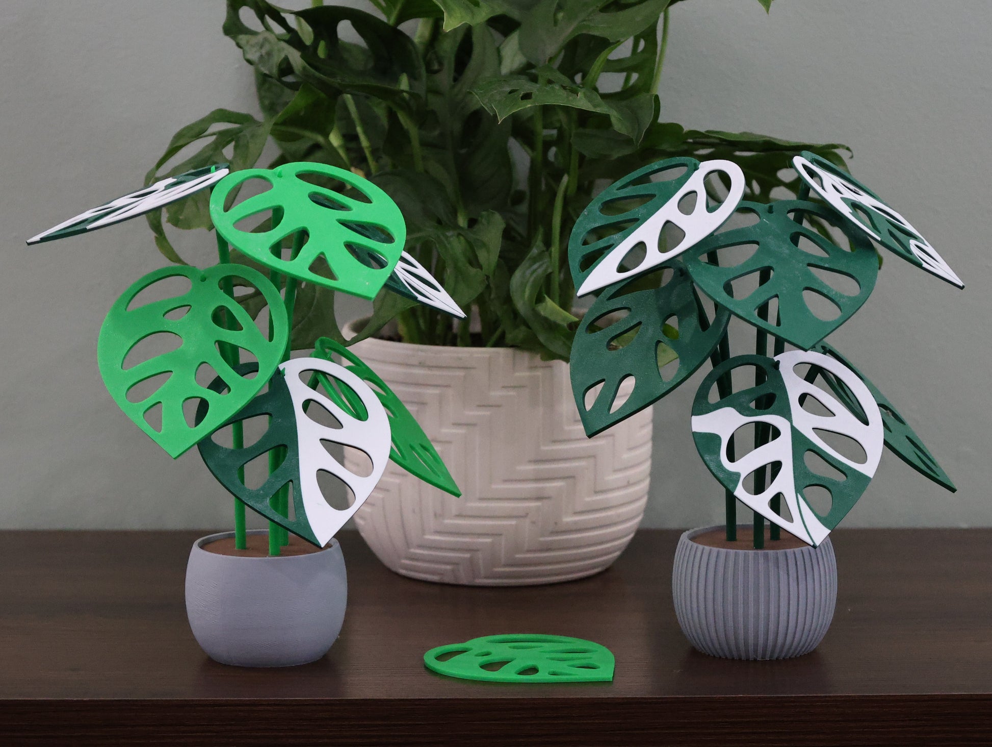 Decorative plants with green and white leaves in pots on a wooden surface.